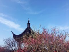 -香雪海