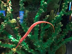 -暹罗海洋世界
