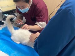 -瑞派·关忠动物医院·猫专科·犬专科(三环新城店)