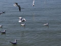 -蠡湖大桥公园