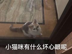 -瑞派旺宝宠物医院·犬猫全科综合·尿道专科(莲兴院)