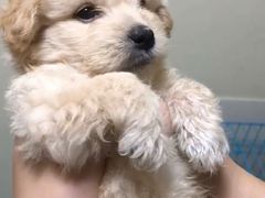 -乐琪宠物医院·犬猫专科·骨外科·急重症