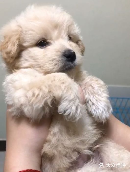 乐琪宠物医院·犬猫专科·骨外科·急重症图片