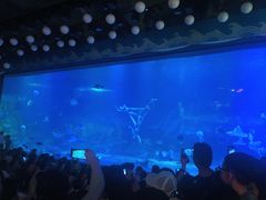 -烟台海昌鲸鲨海洋公园