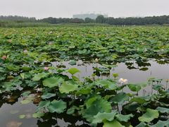 -荷塘月色湿地公园·向阳花洲