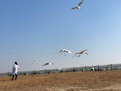 -盐城丹顶鹤湿地生态旅游区