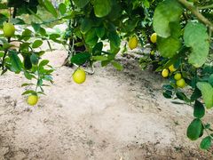 -南通洲际绿博园