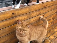 -喵屿·大理花园猫咖