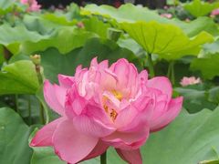 -陈家山荷花公园