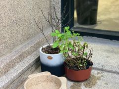 -花生咖啡 peanut coffee