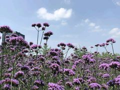 -杭州城北体育公园