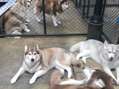 -TrueLove @ Neverland (Husky Cafe)