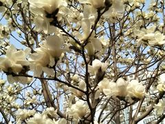 -芍药居北里