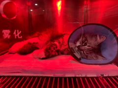 -米苏动物医院·犬猫专科·骨科外科内窥镜