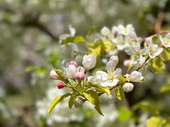 -海棠花溪(元大都城垣遗址公园)