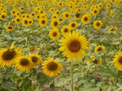 -济南百里黄河风景区