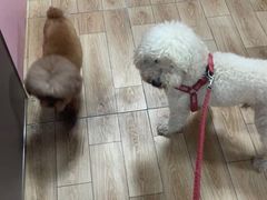 -翊宠yipet猫狗购宠庄园犬舍•猫舍