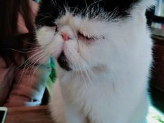 -吉丁鸟咖·异宠·寄养