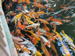 -南宫五洲植物乐园