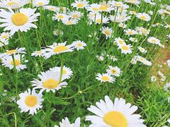 -永定河休闲森林公园