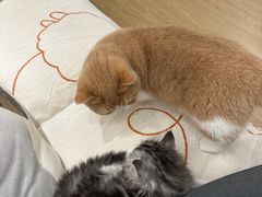 -momokira米努特·德文卷毛猫·棉花面纱犬