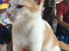 -珊瑚岛