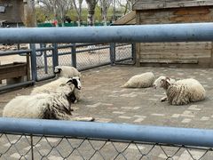 -长白岛森林公园