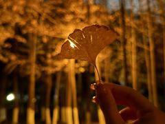 -艾溪湖湿地公园