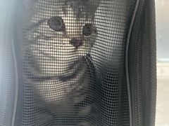 -中农国际动物医院24小时·猫科·骨科·急重症中心