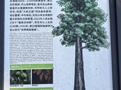 -天目山大树王景区