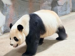 -栾川竹海野生动物园