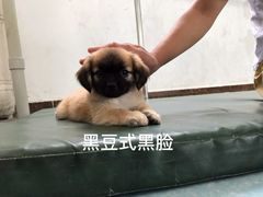 -联合动物医院(光谷诊疗中心)