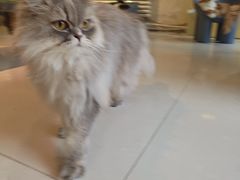 -平行世界·猫咖(首经贸店)