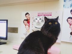 -瑞派康怡24h宠物医院·犬猫医疗中心·微创绝育(瑞景分院)