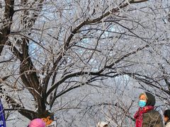 -雾凇岛