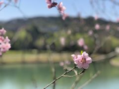 -上海佘山世茂艾美酒店