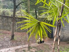 -都江堰中华大熊猫苑