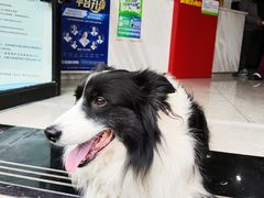 -瑞鹏瑞爱宠物医院·全科·猫科·血液透析中心(龙头寺店)