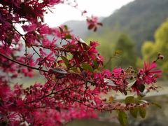 -温州永嘉书院