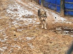 -大连森林动物园