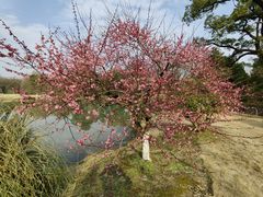 -杭州植物园