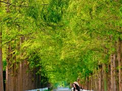 -黄海国家森林公园