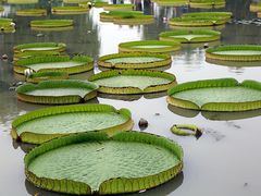 -白洋淀景区