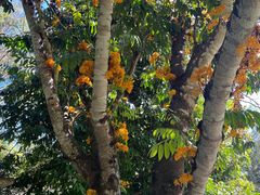 -中国科学院西双版纳热带植物园