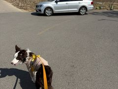 -爪吧宠物乐园 (温榆河示范区店)