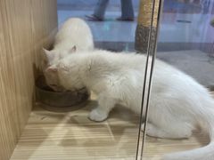 -屋虎猫馆(宝安大仟里店)
