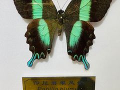 -上海昆虫博物馆