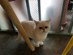 -喵屿·大理花园猫咖