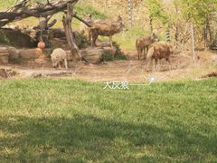 -北京野生动物园