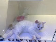 -小猫来了·猫咪专售(红山六九七九店)